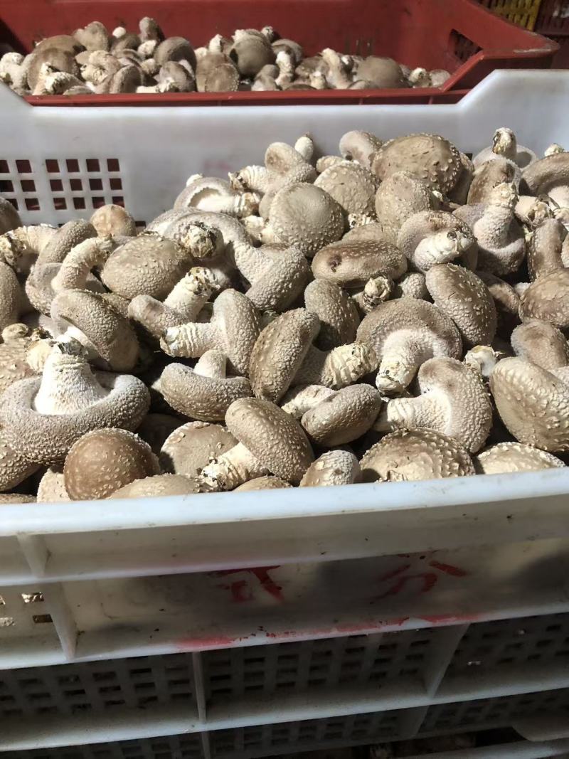 光面菇光面菇，3-5公分