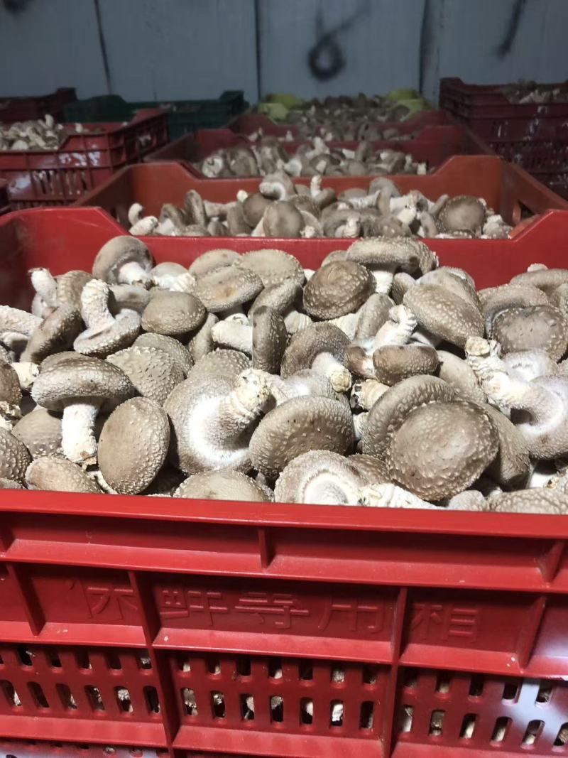 光面菇光面菇，3-5公分