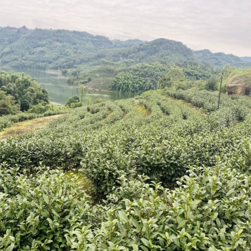 茶园正常产茶