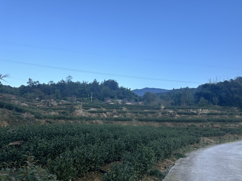 茶园正常产茶