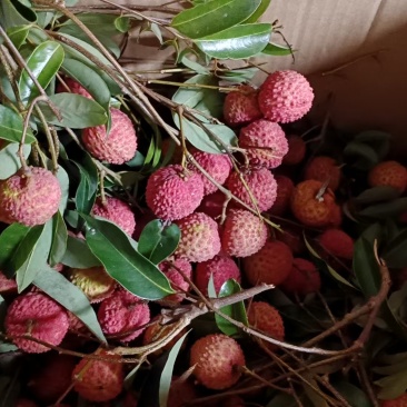 荔枝桂味