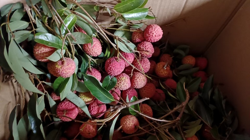 荔枝桂味