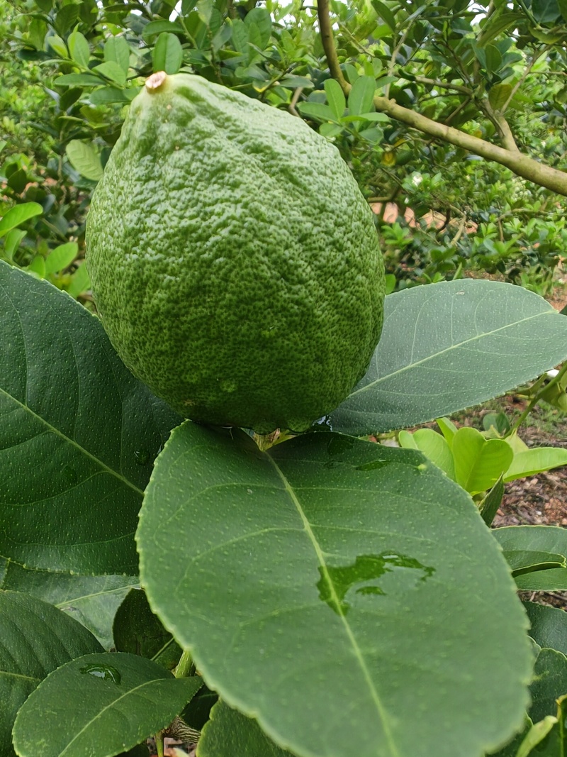 香水柠檬无籽，70-180克/个