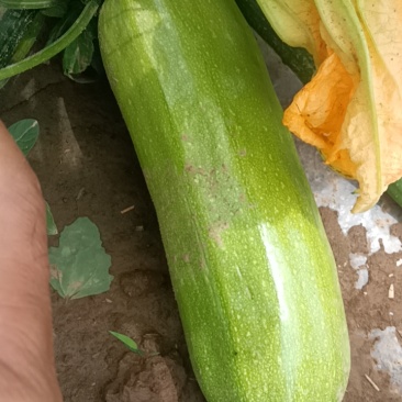 西葫芦一斤左右