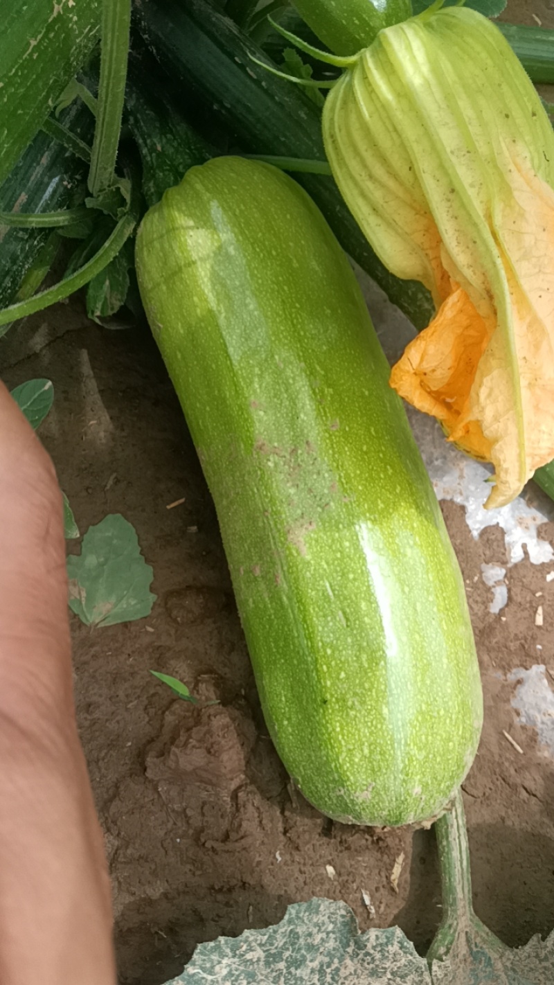 西葫芦一斤左右