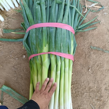 长白大葱粗长，30-50公分