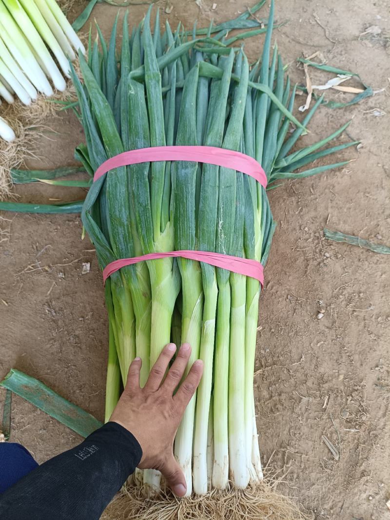 长白大葱粗长，30-50公分