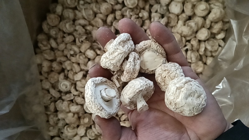 干双孢菇直径约2公分