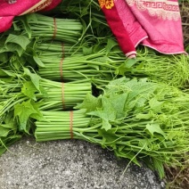 龙须菜瓜尖25公分长