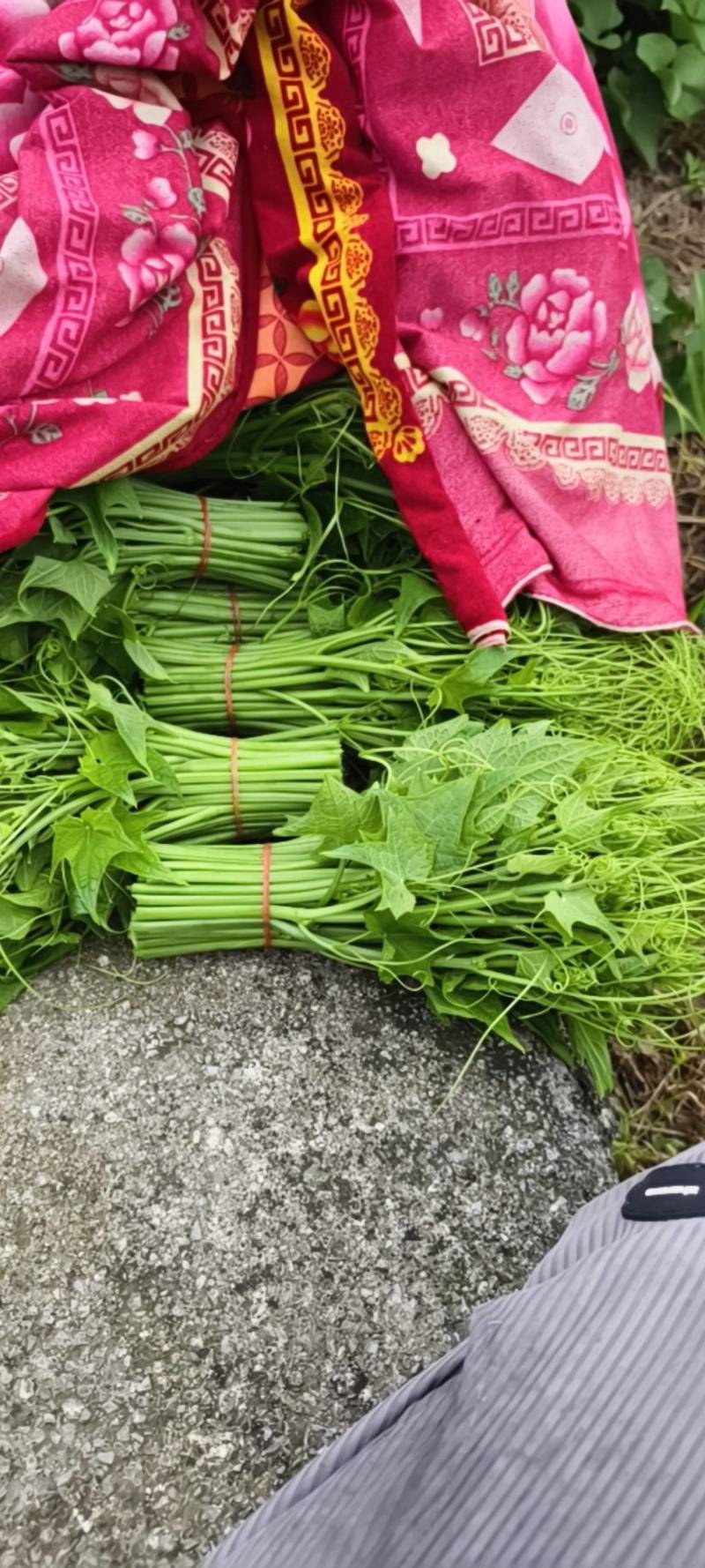 龙须菜瓜尖25公分长