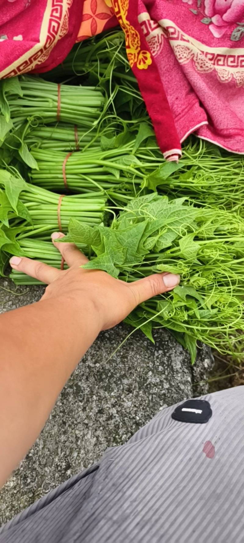 龙须菜瓜尖25公分长