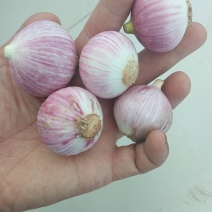 独头蒜统货