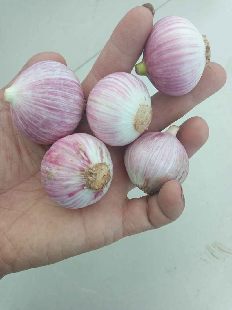 独头蒜统货