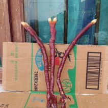 鹿角灵芝干货