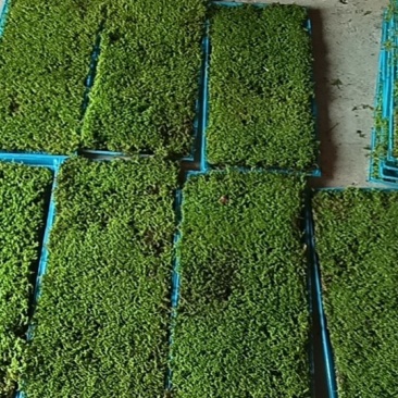 苔藓野生大灰藓/白发藓/人工驯养，多种规格