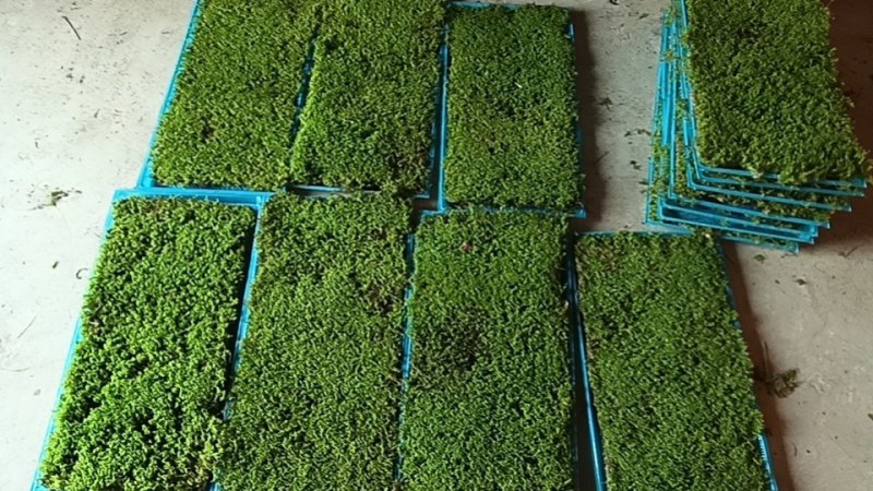 苔藓野生大灰藓/白发藓/人工驯养，多种规格