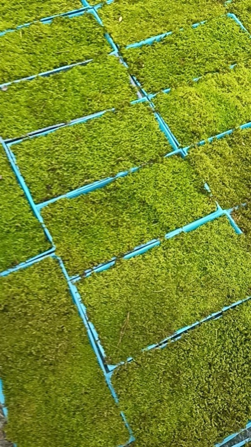 苔藓野生大灰藓/白发藓/人工驯养，多种规格