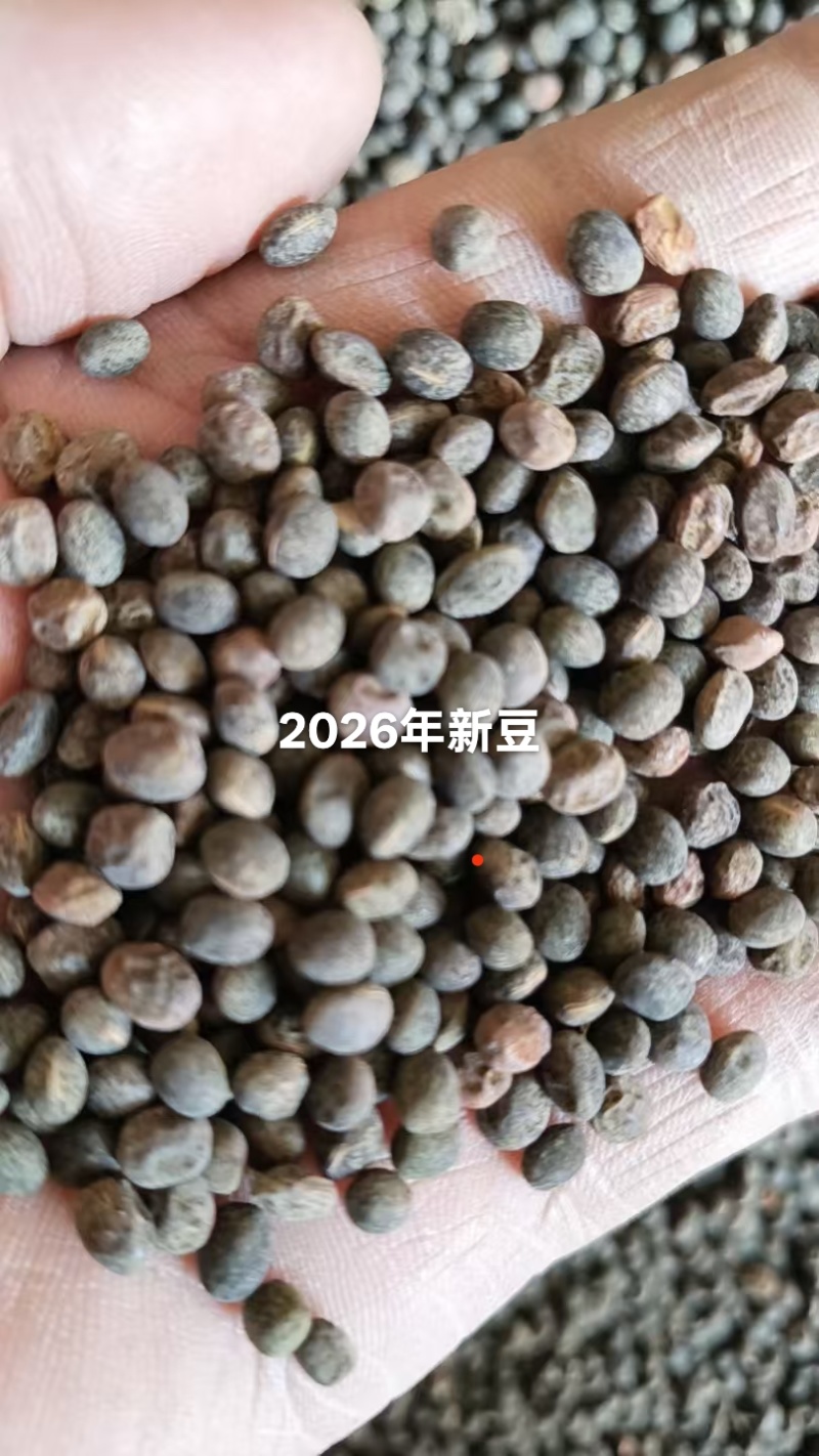 豌豆50公斤/25公斤包装，筛选净货