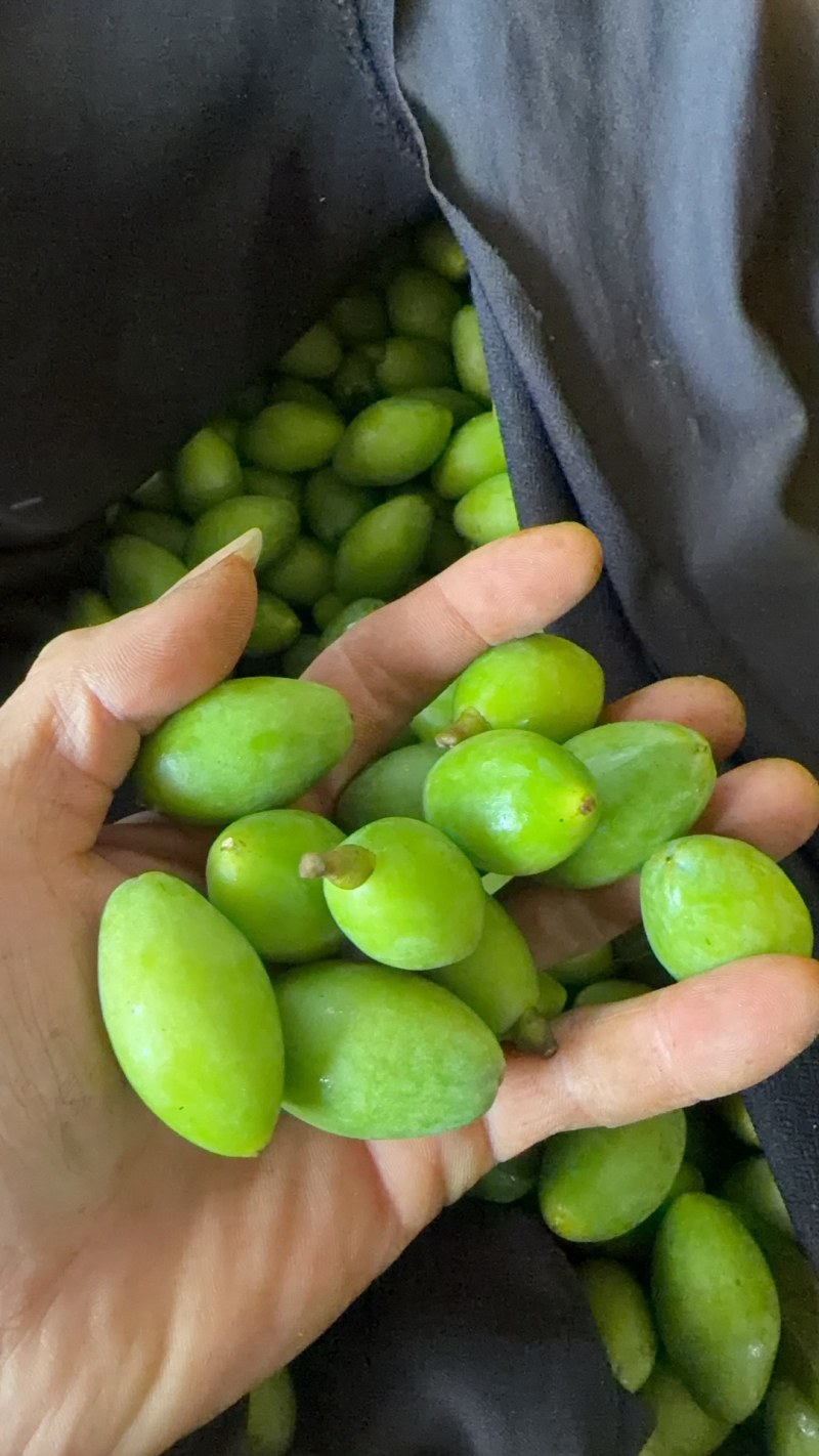 青橄榄带树叶，另有中大果、大果可选