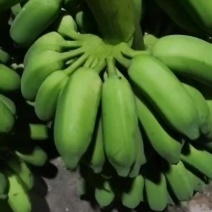 皇帝蕉整把卖