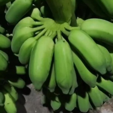 皇帝蕉整把卖