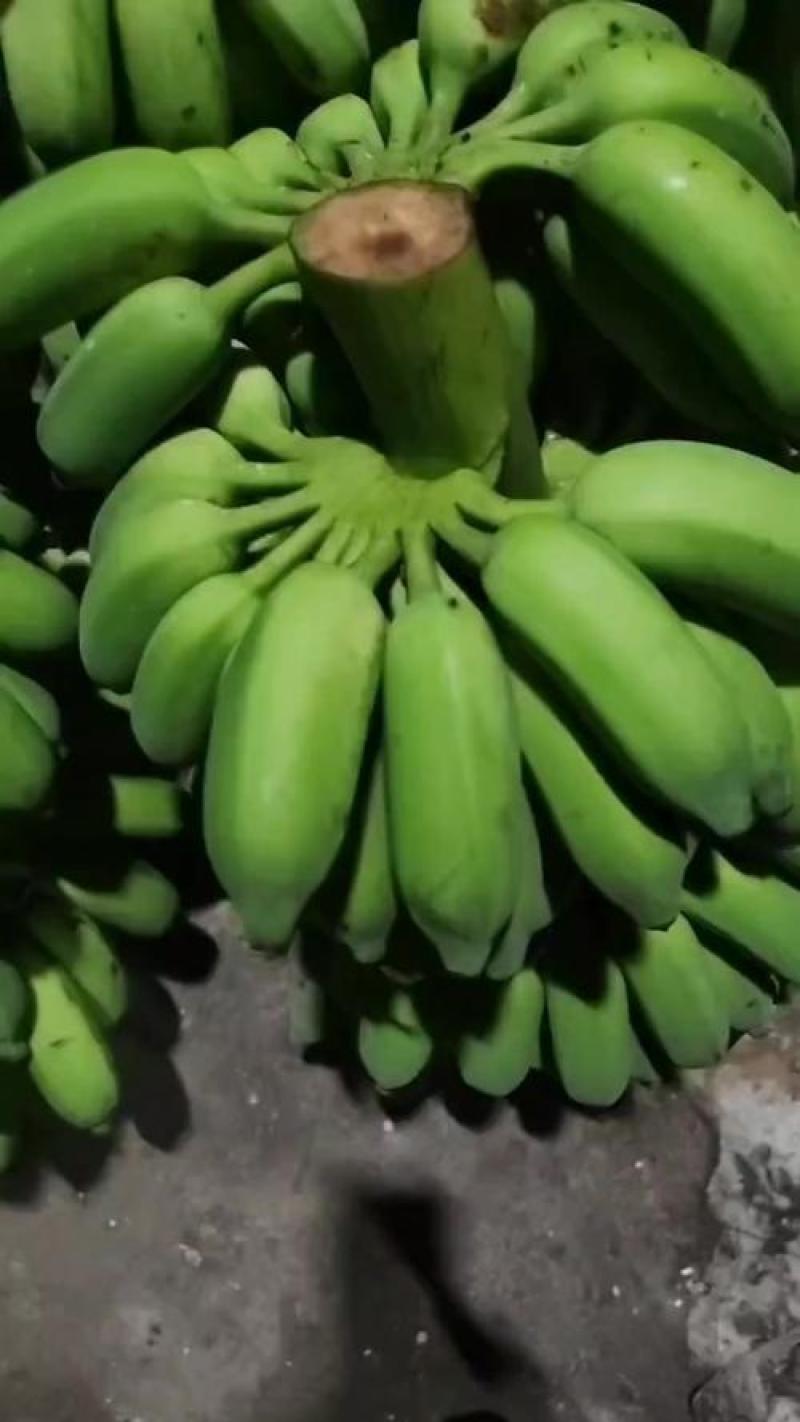 皇帝蕉整把卖