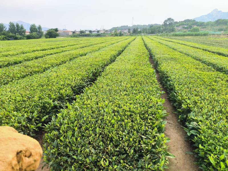 日照绿茶一级