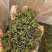 日照绿茶一级