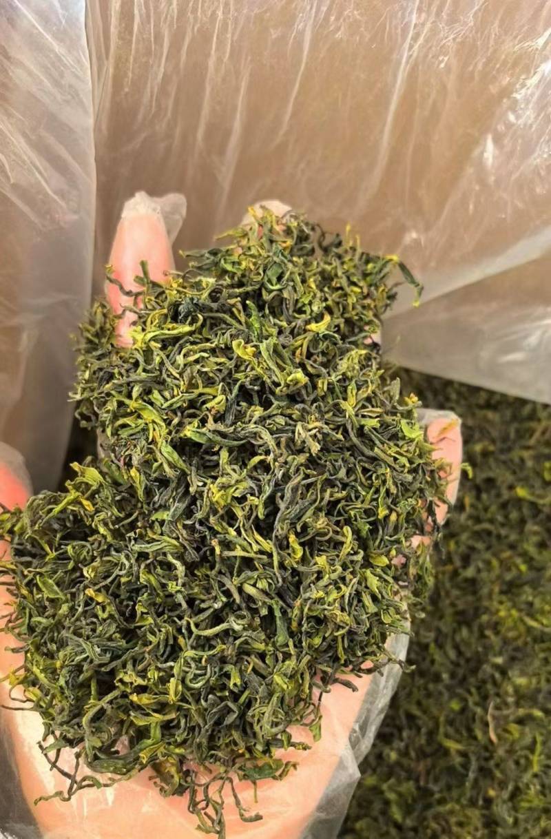 日照绿茶一级