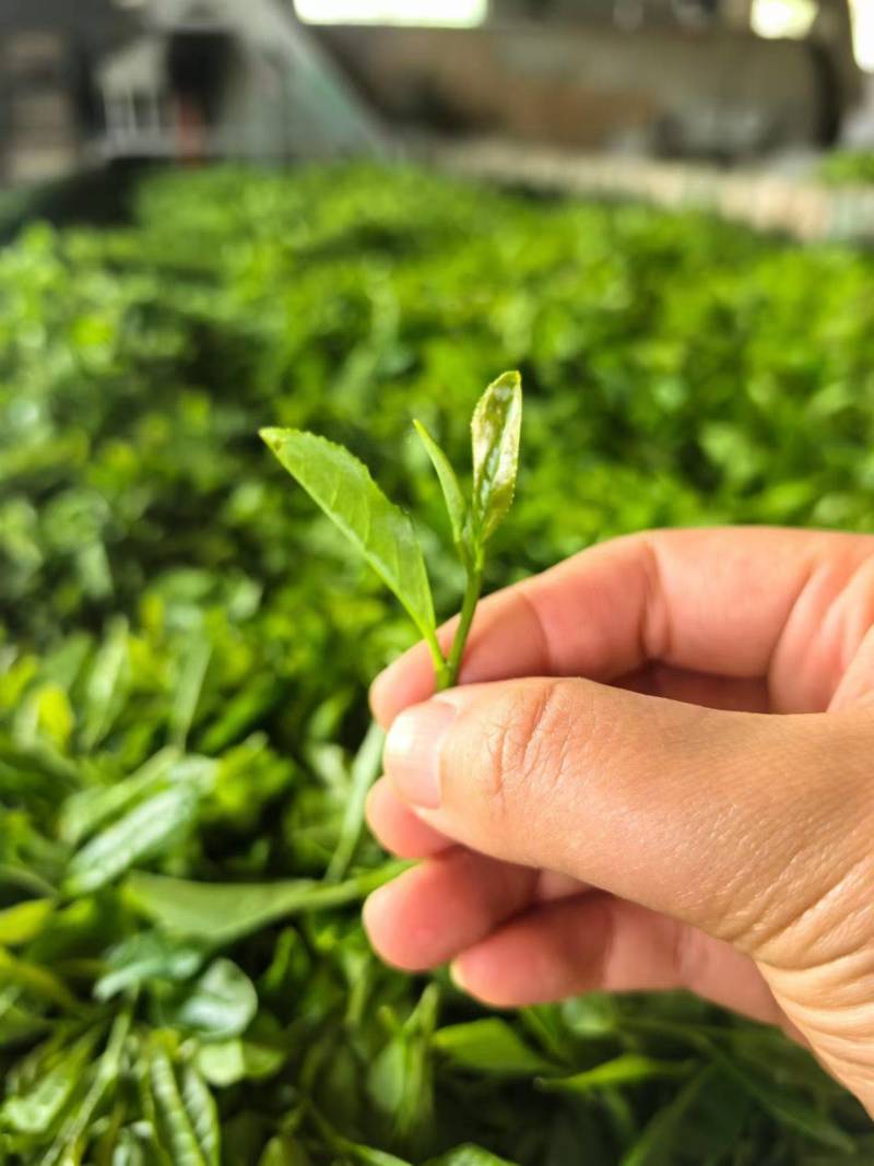 日照绿茶一级
