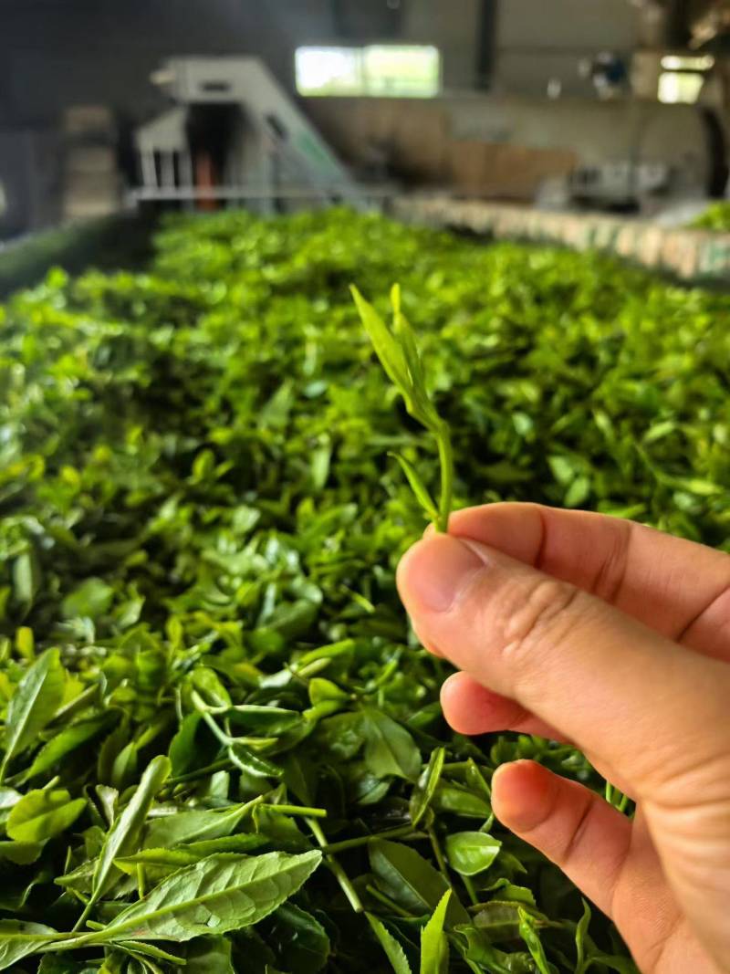 日照绿茶一级