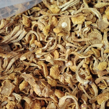 滑子菇烤干剪根21元,大菇35元