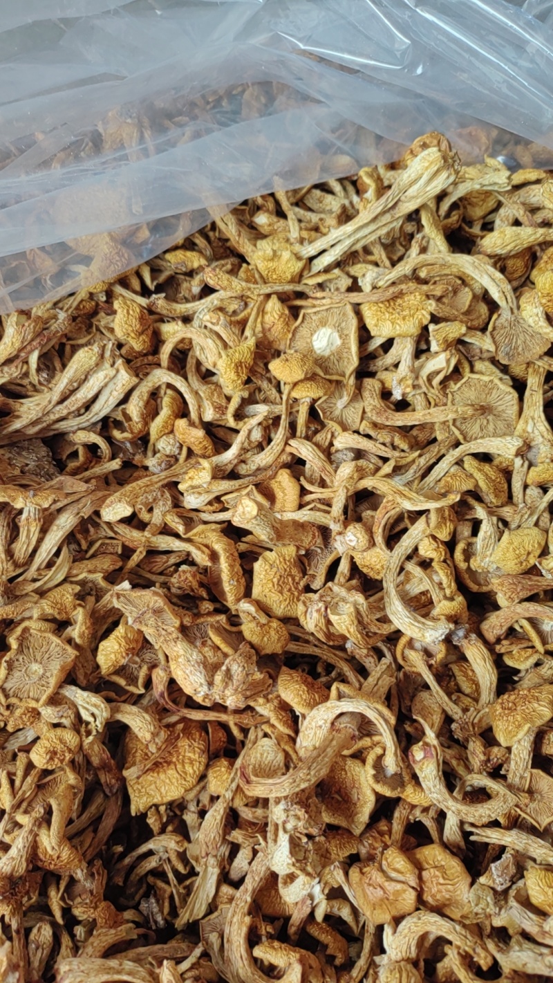 滑子菇烤干剪根21元,大菇35元