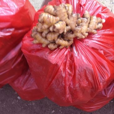 小黄姜泥姜吹风机吹干