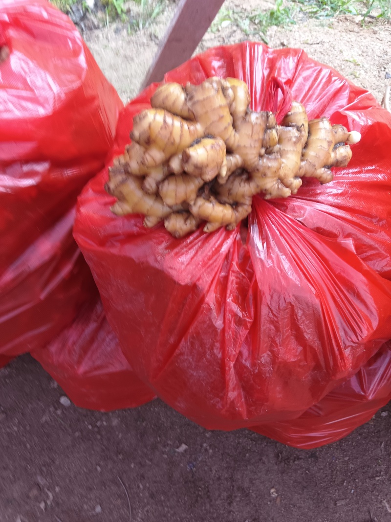 小黄姜泥姜吹风机吹干
