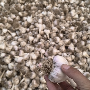 大蒜种子毛头种蒜（带须），白皮蒜种，5公分左右