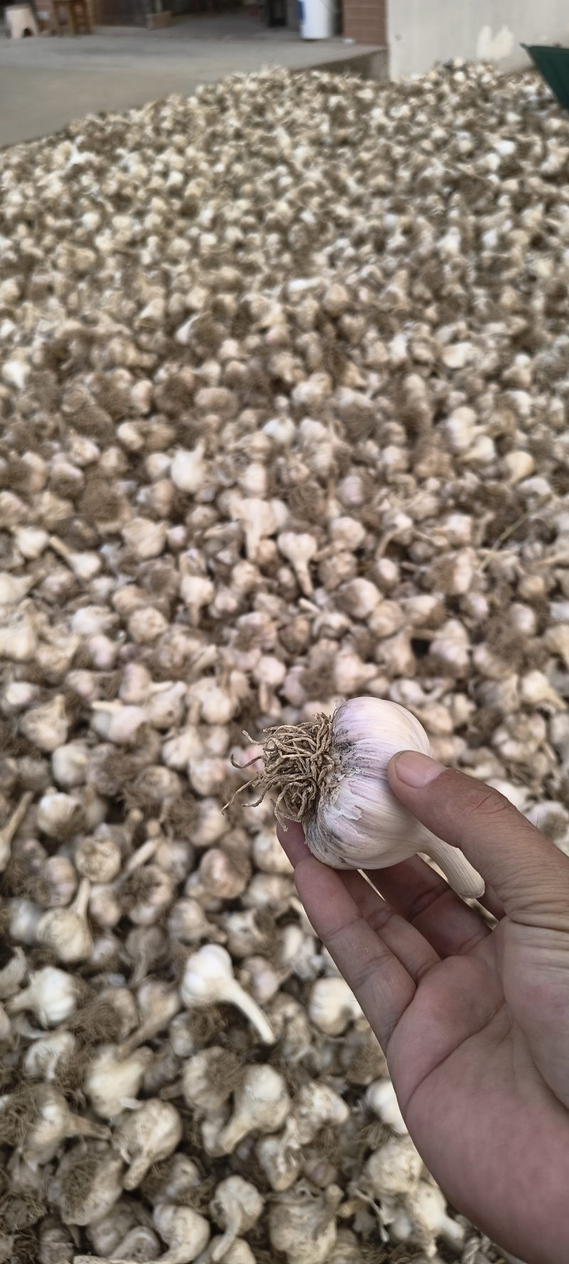 大蒜种子毛头种蒜（带须），白皮蒜种，5公分左右