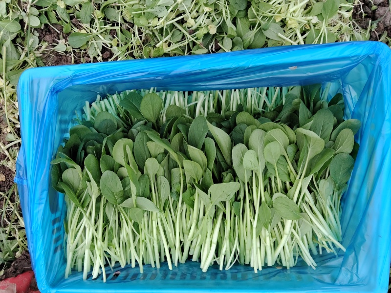 鸡毛菜筐装16-25斤/袋装10斤一包