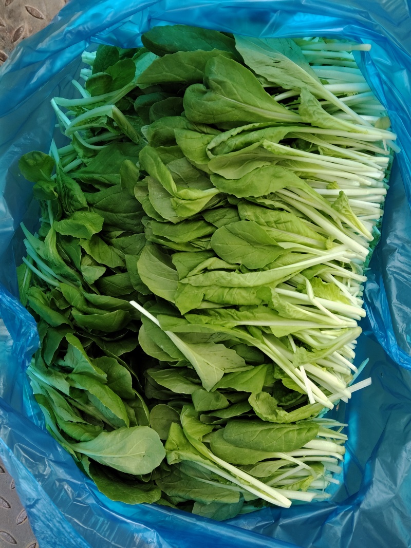 鸡毛菜筐装16-25斤/袋装10斤一包