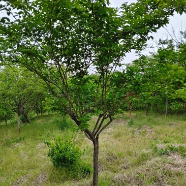 独杆金银木地径3~15公分，分枝60~120cm，冠幅1