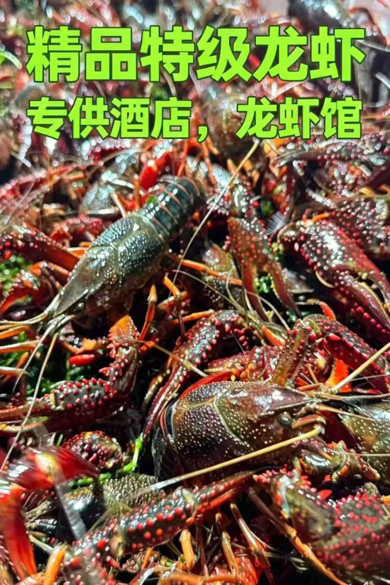 小龙虾小青红2.8-3.8:11.5元/斤;中青红4-6