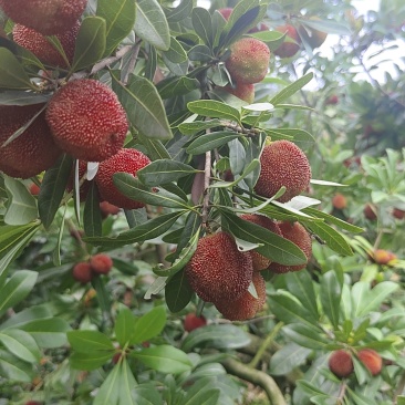 东魁杨梅中果