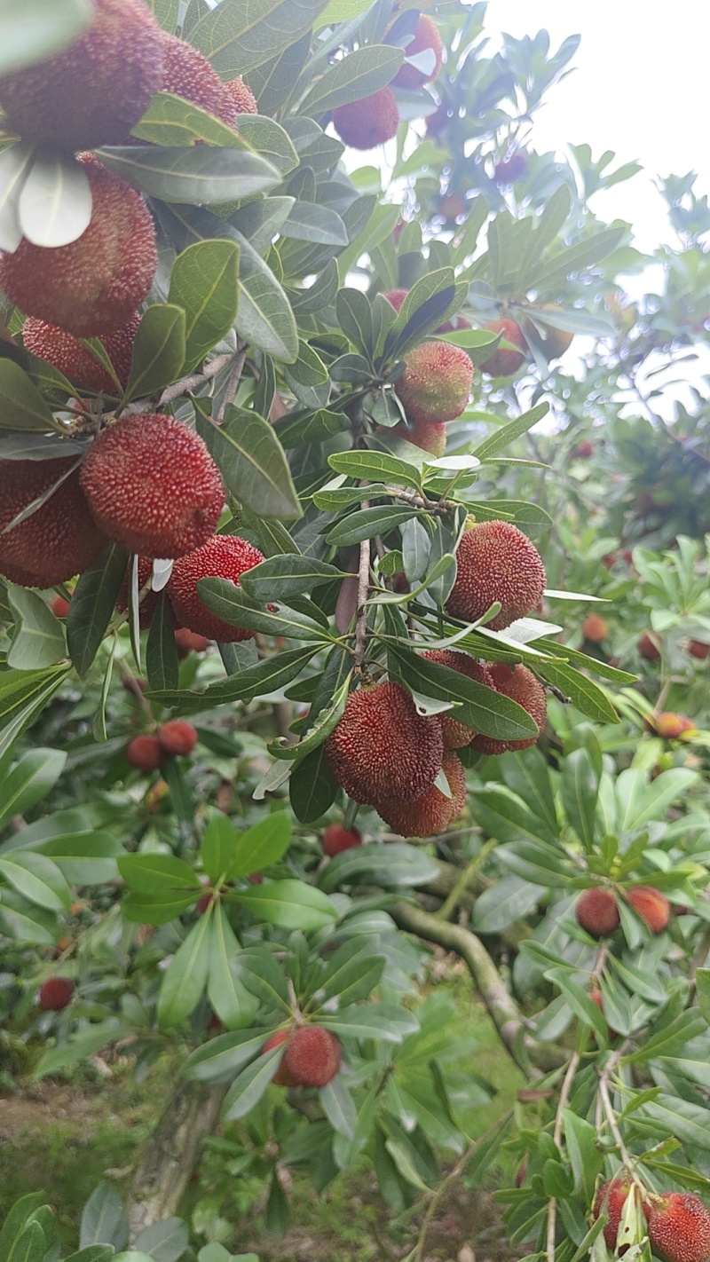 东魁杨梅中果