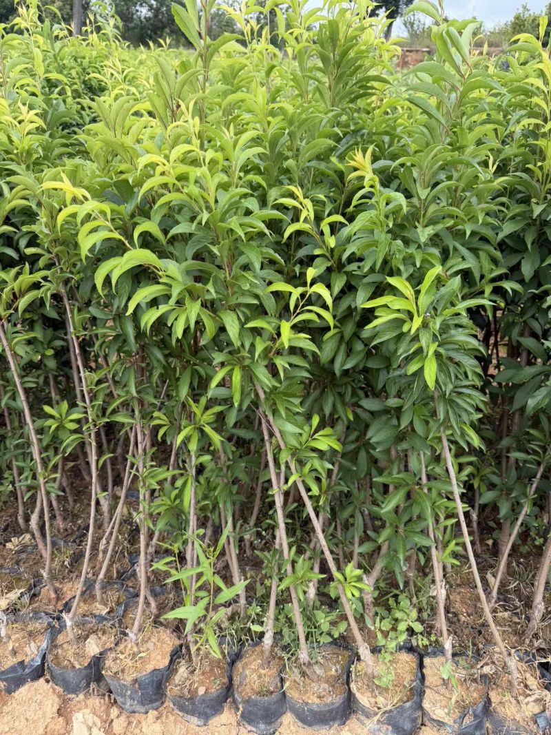 李子苗蜂糖李子杯苗，品种纯度百分百欢迎咨询