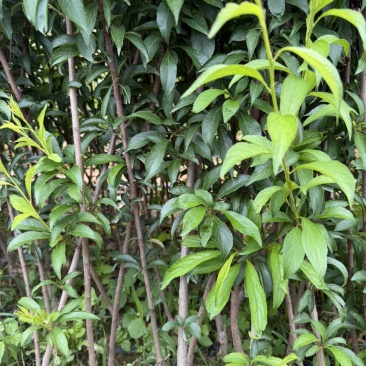 李子苗蜂糖李子杯苗,品种纯度百分百欢迎咨询