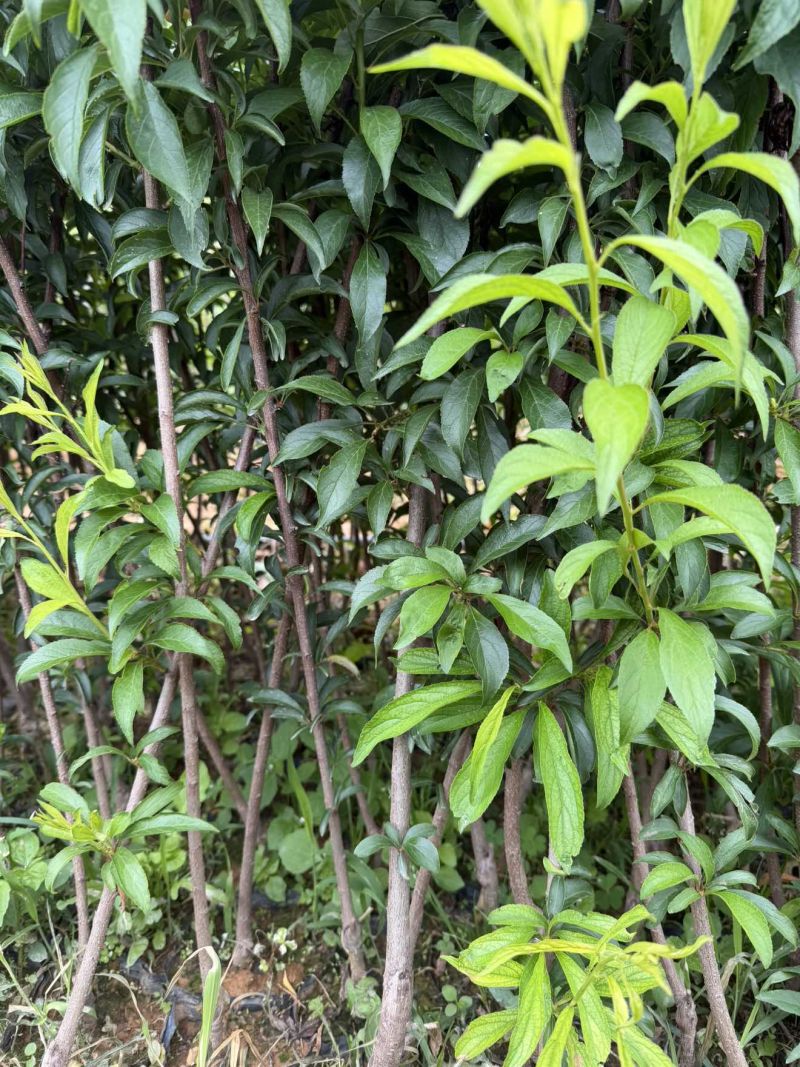 李子苗蜂糖李子杯苗，品种纯度百分百欢迎咨询