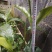 草果苗一年小苗/两年苗