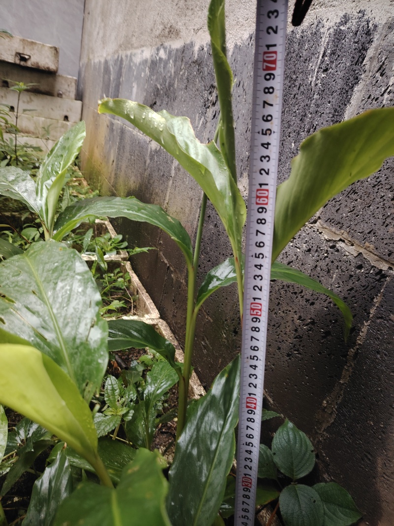 草果苗一年小苗/两年苗
