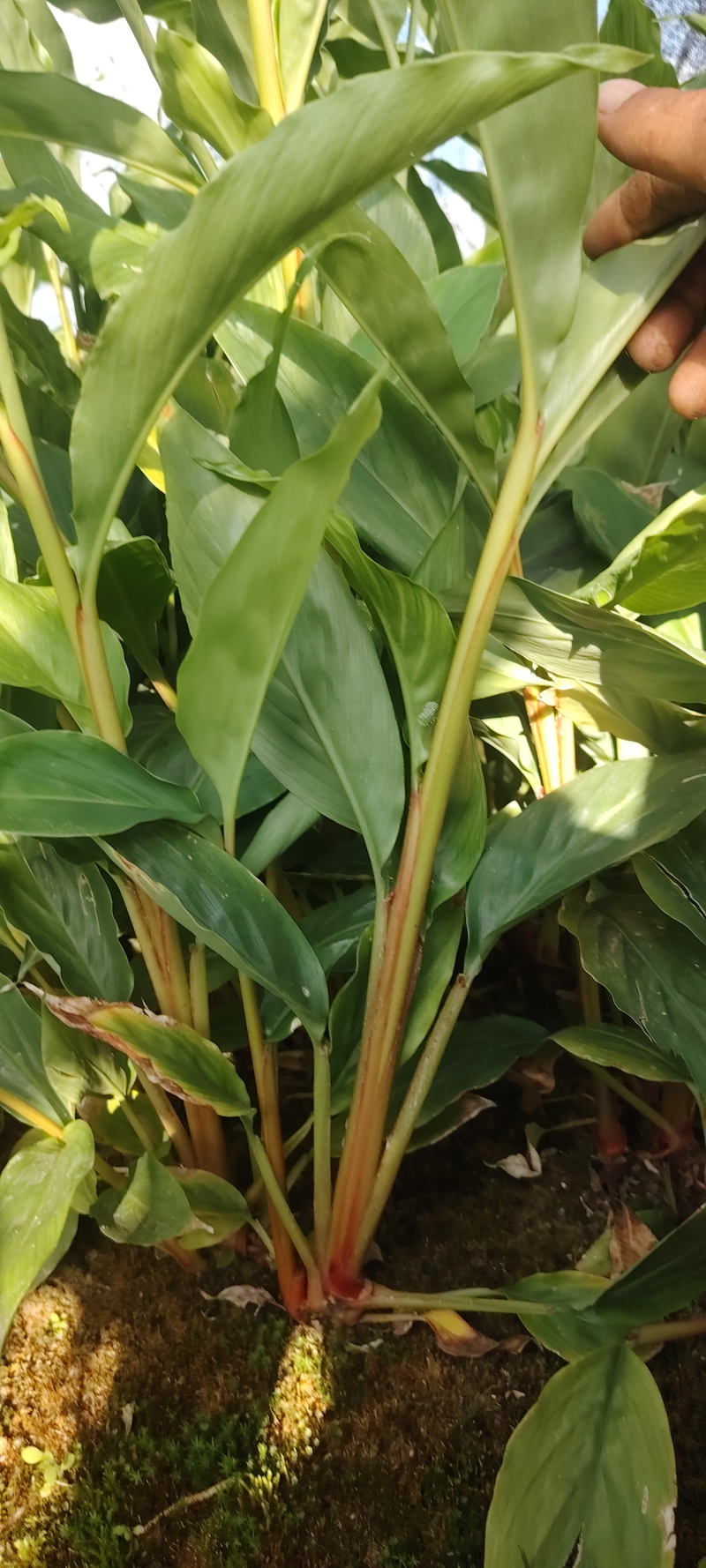 草果苗一年小苗/两年苗