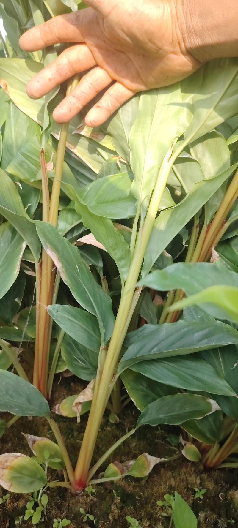 草果苗一年小苗/两年苗